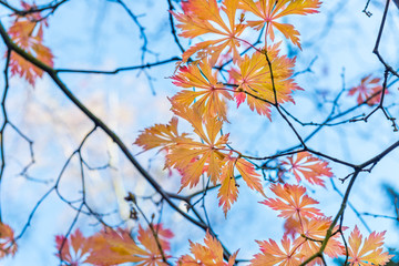  Colourful autumn trees with yellow leaves on bright sky backgro