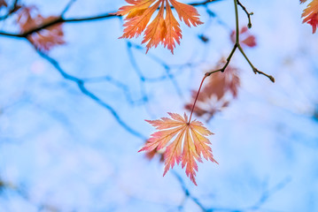  Colourful autumn trees with yellow leaves on bright sky backgro