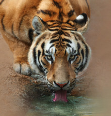 bengal tiger drinking water from the creek