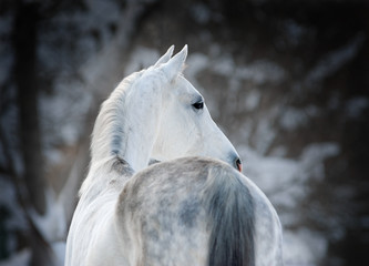 white arabian horse on dark winter background portrait