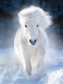 white fluffy shetland pony runs free in winter meadow