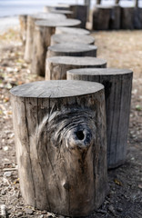 Naklejka premium Stumps stand behind each other