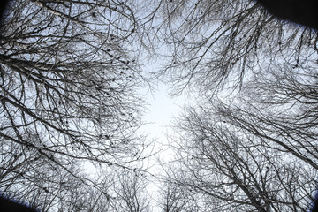Looking at the sky under some pines in Navarra, Spain