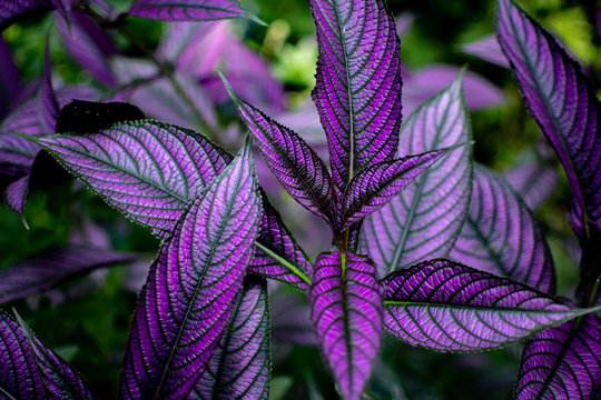Persian Shield Iмages – Browse 2,542 Stock Photos, Vectors, and Video |  AdoƄe Stock