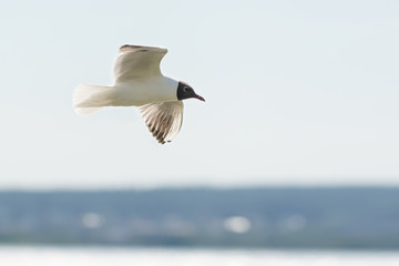 A seagull flies over the lake on a sunny day.