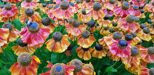 colorful background with flowers