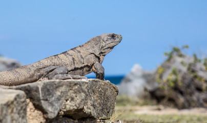 africa, alligator, america central, animal, background, bay, beach, beautiful, blue, carnivore, chiapas mexico, coast, coastline, dangerous, eye, face, green, head, holiday, island, landscape, landsca