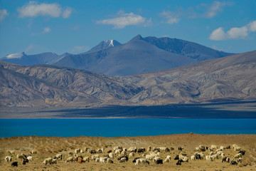 Spectacular view of yaks grazing by the emerald lake on the Tibetan plateau.