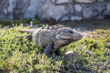 Reptile in the temples of Tulum. Quintana Roo, Mexico