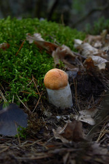 Beautiful mushroom Leccinum known as a Orange birch bolete, in a forest in autumn among fallen leaves and moss.