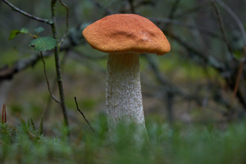 Beautiful mushroom Leccinum known as a Orange birch bolete, in a forest in autumn among fallen leaves and moss.