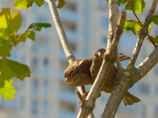 Two city sparrows sitting on a branch