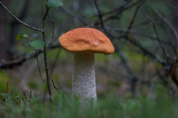 Beautiful mushroom Leccinum known as a Orange birch bolete, in a forest in autumn among fallen leaves and moss.