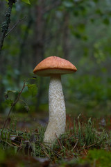 Beautiful mushroom Leccinum known as a Orange birch bolete, in a forest in autumn among fallen leaves and moss.
