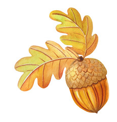 Colorful oak leaves and acorn.Beautiful illustration on the theme of autumn.