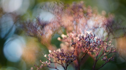 beautiful autumn or spring background. deadwood dill sunset bokeh blurred background.