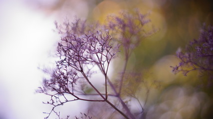 beautiful autumn or spring background. pink deadwood dill sunset bokeh blurred background.