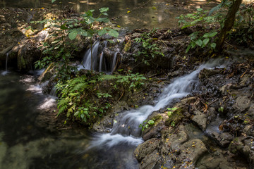 The jungle of trees and before reaching Palenque. Yucatan, Mexico...
