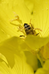 Bee on yellow flower in nature.