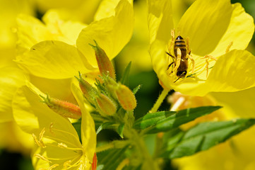 Bee on yellow flower in nature.