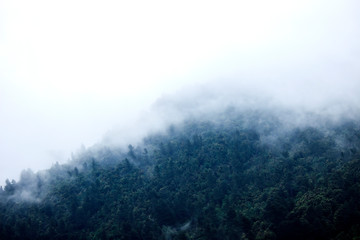 Fog over the wood in the mountains - Photography