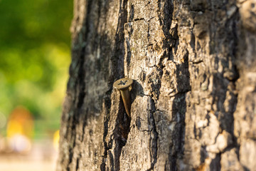 close up on wood and nail