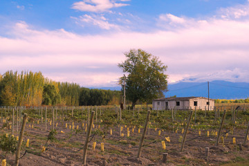 Fototapeta na wymiar Simple rural house next to a vineyard in the province of Mendoza, Argentina.