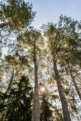 tall pine trees with a green crown against a clear blue sky, nature abstract background
