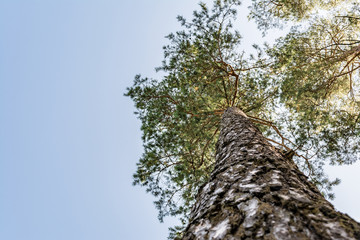 tall pine trees with a green crown against a clear blue sky, nature abstract background