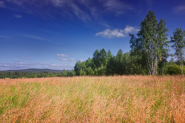 Fototapeta premium Summer meadow landscape with grass and wild flowers on the background of a forest.