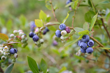 Purple berries blueberries on a twig twig.