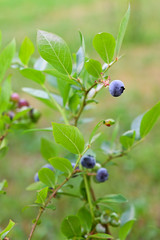 Purple berries blueberries on a twig twig.