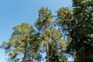 tall pine trees with a green crown against a clear blue sky, nature abstract background