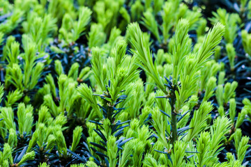 Green leaves of a pine tree - photography