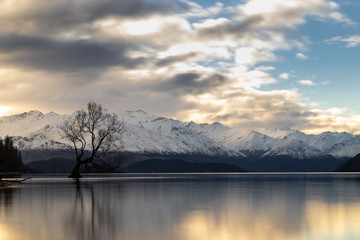 Wanaka Tree, Lake Wanaka