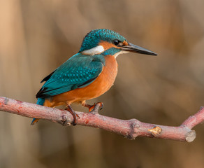 Fototapeta premium The common kingfisher (Alcedo atthis) also known as the Eurasian kingfisher, and river kingfisher, is a small kingfisher with seven subspecies recognized within its wide distribution across Eurasia an