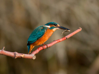 The common kingfisher (Alcedo atthis) also known as the Eurasian kingfisher, and river kingfisher, is a small kingfisher with seven subspecies recognized within its wide distribution across Eurasia an