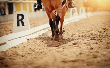 Legs of a sports horse galloping in the arena.