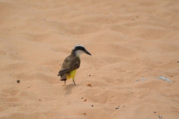 Jo&atilde;o Pessoa, Brazil