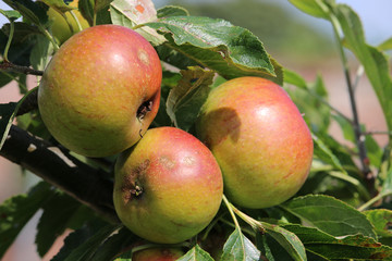 Apples ready to pick from a tree