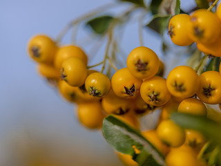Pyracantha Firelight on macro picture with nice green leaves with blue blur sky at the back 