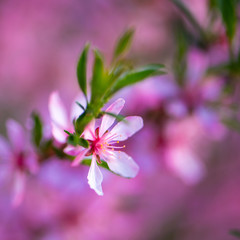 Beautiful spring flowering shrubs with pink flowers and young green leaves. Concept springtime