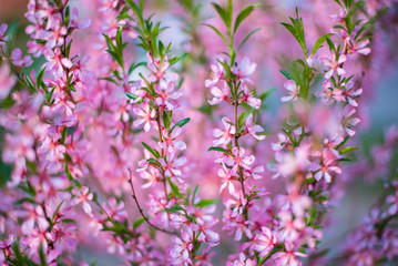 Fototapeta na wymiar Beautiful spring flowering shrubs with pink flowers and young green leaves. Concept springtime