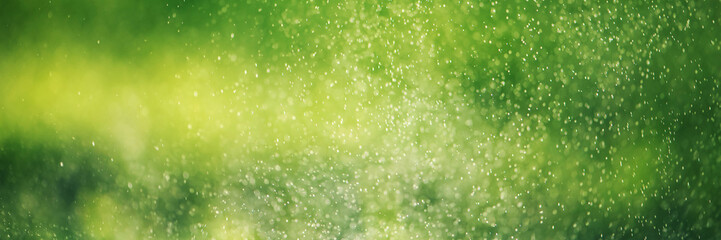Blurred green grass and drops of morning fresh dew. Natural defocused bokeh background.