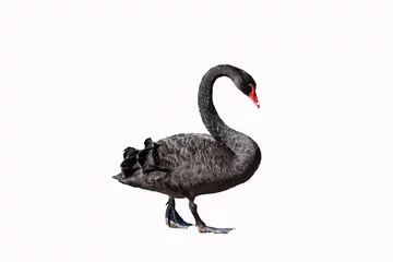 Rolgordijnen Black swan isolated on white background © britaseifert