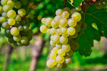 close up of white grapes in a vineyard in Germany