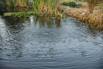 wild pond with water. nature.