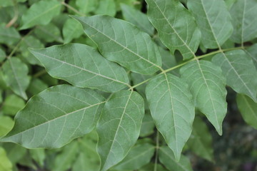 A bright green sheet grows on the liana of wisteria.