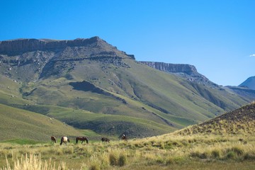Fototapeta premium Wild horses grazing in a valley prairie in the Andes mountains. province of Mendoza, Argentina.