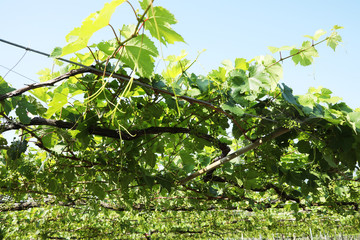 勝沼　ぶどう畑